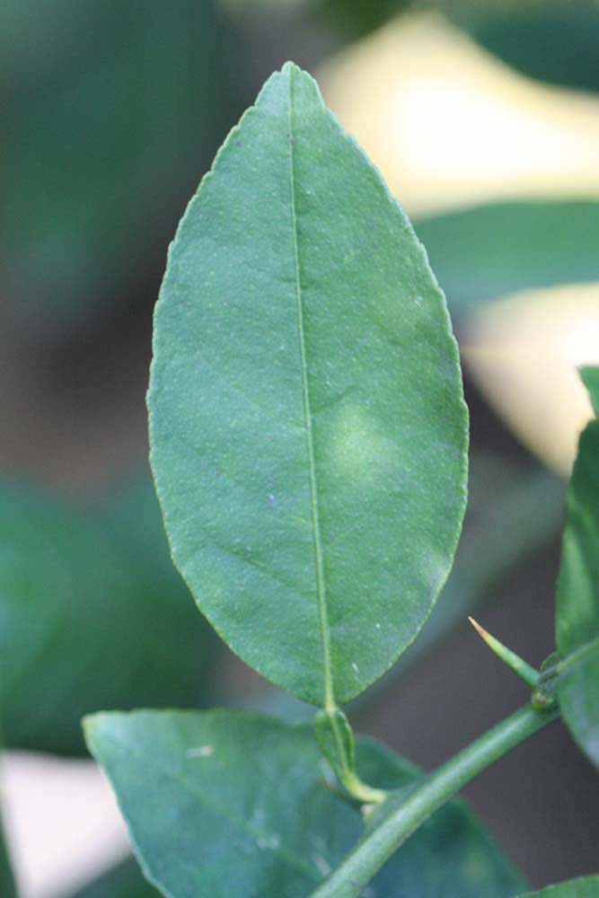            Unifoliolate leaf (Mexican, Riverside, CA)   